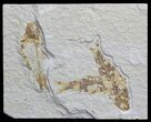 Multiple Fossil Fish (Knightia) - Wyoming #59834-1